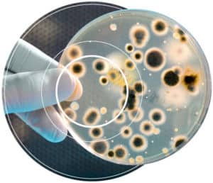 A petri dish showing spores of contaminated diesel fuel from a Conidia Bioscience Fuelstat testing kit