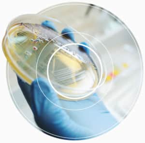 Diesel Fuel Contamination Testing Kit | Conidia Bioscience