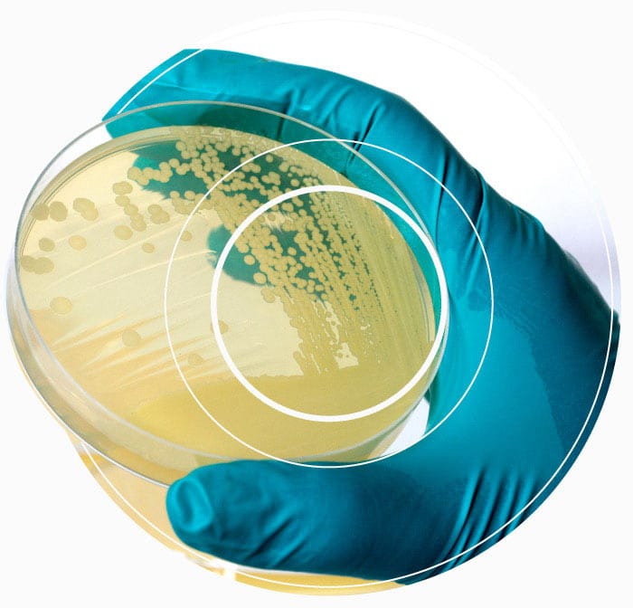 A petri dish containing spores and clear signs of contamination from a Diesel bug being held by a blue gloved hand
