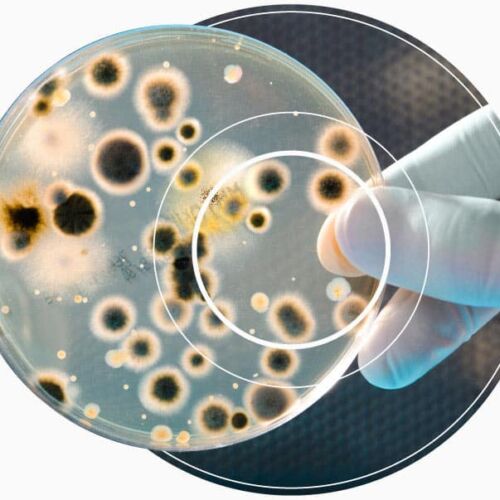 Circular dish showing dark spores of microbial contamination as used by Conidia Bioscience and the Fuelstat team