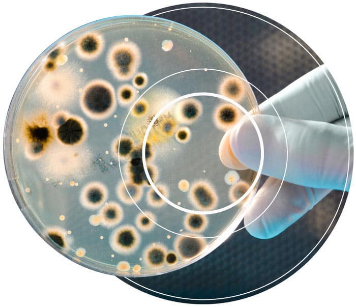 Circular dish showing dark spores of microbial contamination as used by Conidia Bioscience who provide testing kits